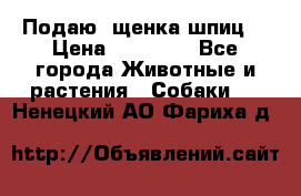 Подаю. щенка шпиц  › Цена ­ 27 000 - Все города Животные и растения » Собаки   . Ненецкий АО,Фариха д.